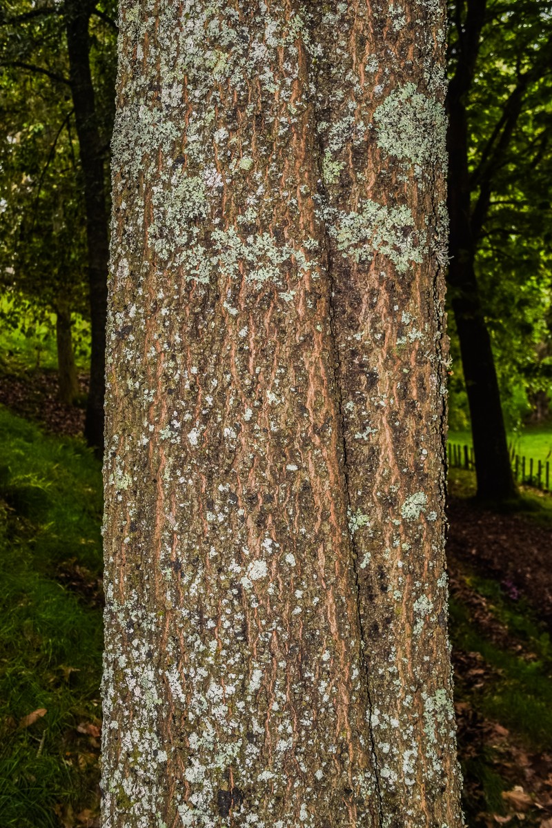 Quercus acutifolia photo 2