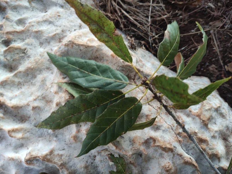 Quercus acutifolia photo 3