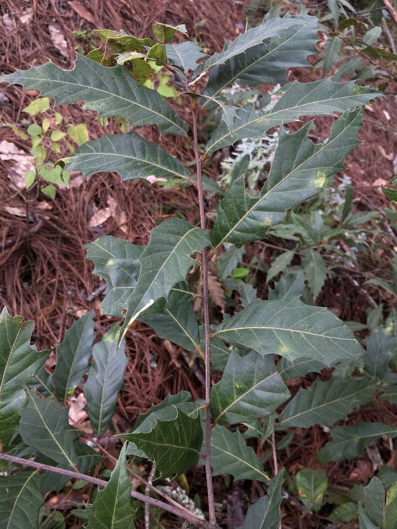 Quercus acutifolia photo 4