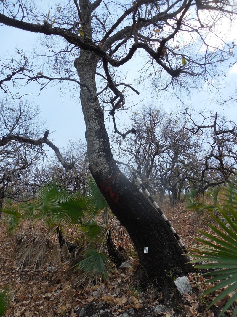 Quercus acutifolia photo 5