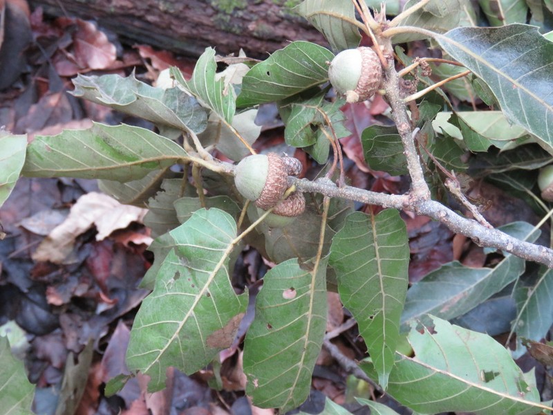 Quercus acutifolia photo 6