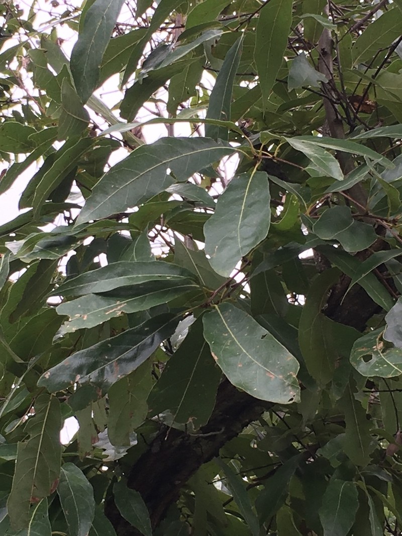 Quercus acutifolia photo 7