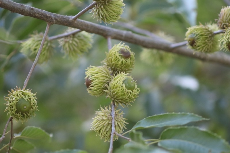 Sawtooth Oak photo 4