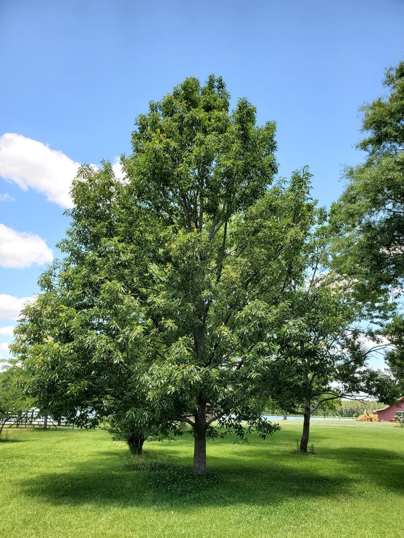 Sawtooth Oak photo 6