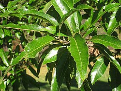 Sawtooth Oak