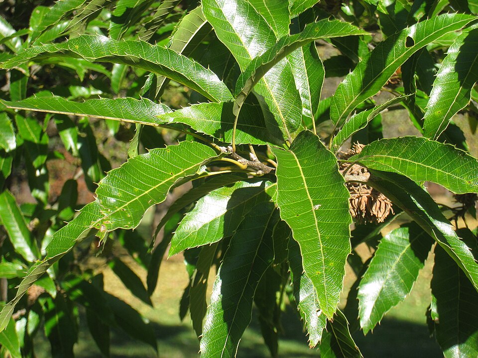 Sawtooth Oak
