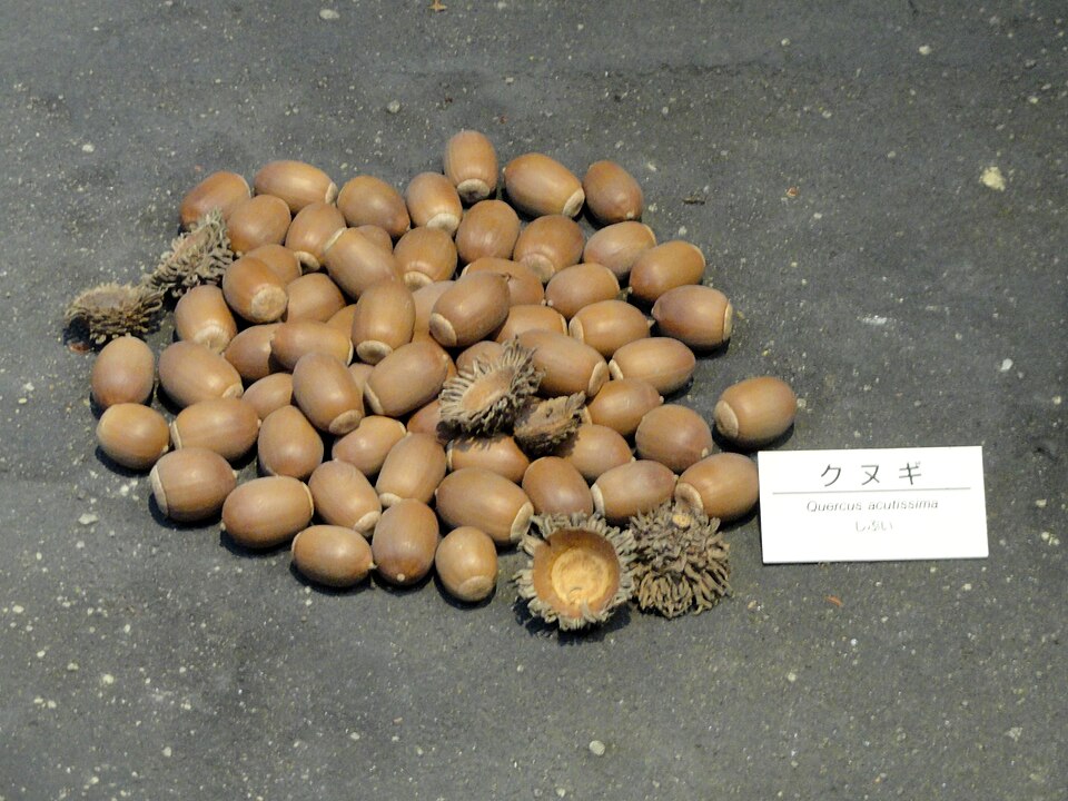Sawtooth Oak photo 6