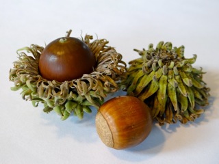 Sawtooth Oak photo 7