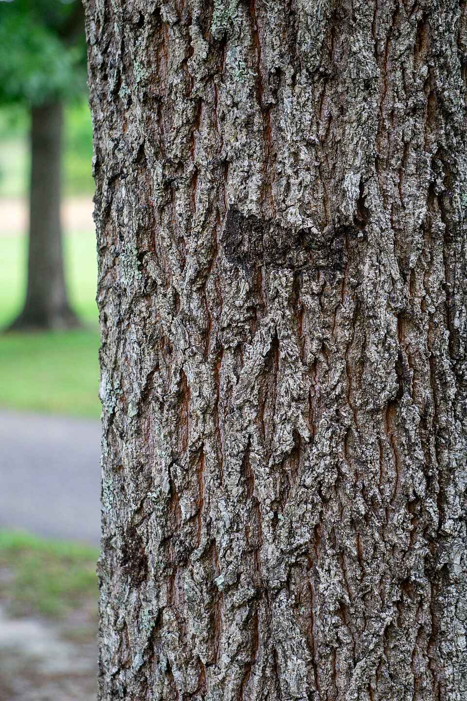 Sawtooth Oak photo 8