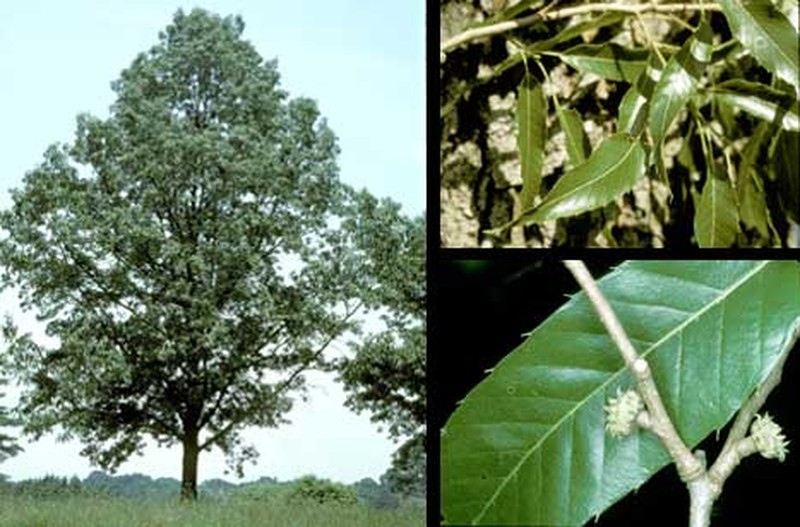 Sawtooth Oak photo 2