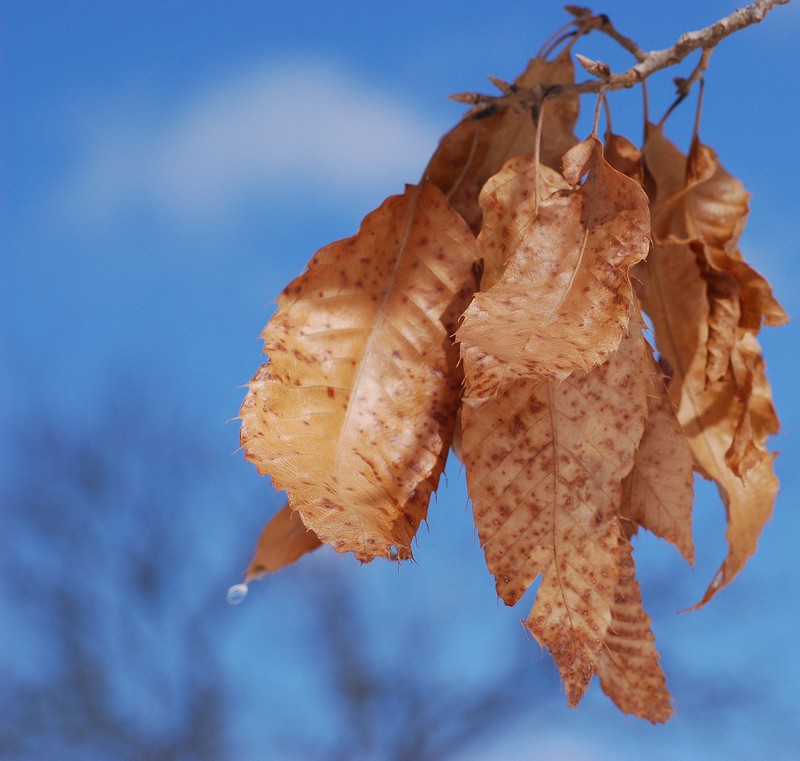 Sawtooth Oak photo 3