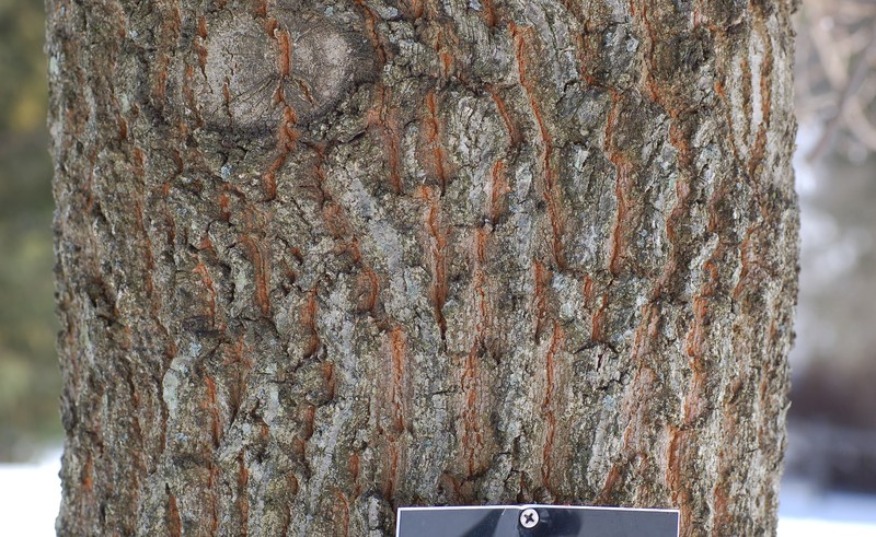 Sawtooth Oak photo 4
