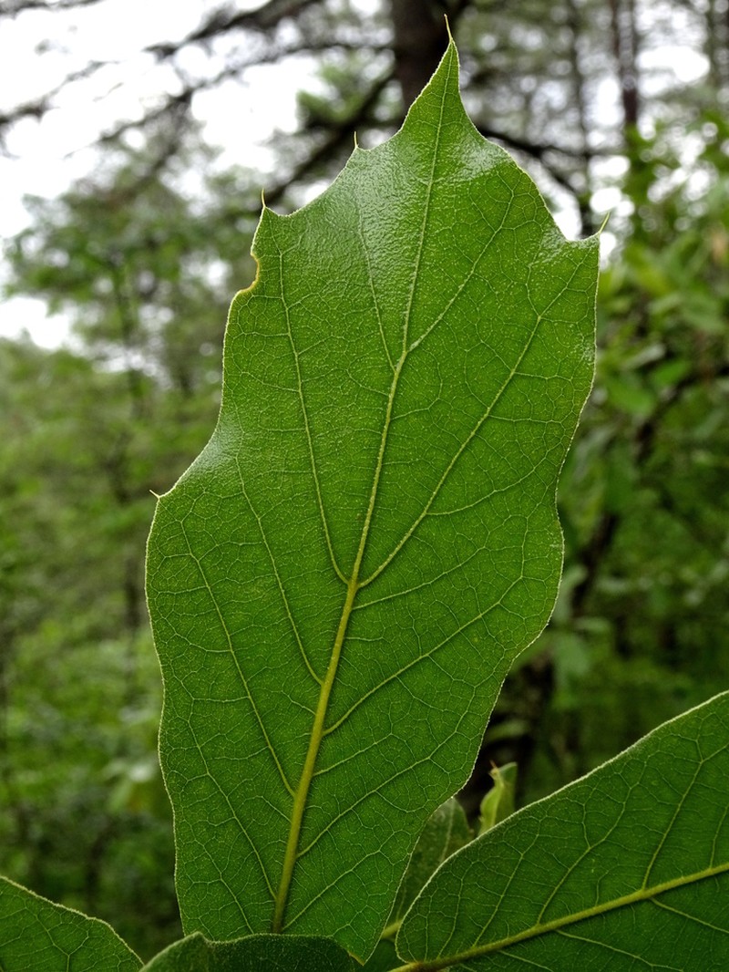 Quercus aerea photo 3