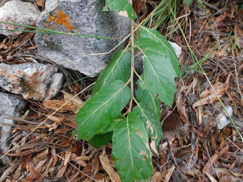 Quercus aerea photo 4