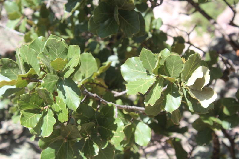Quercus aerea photo 5