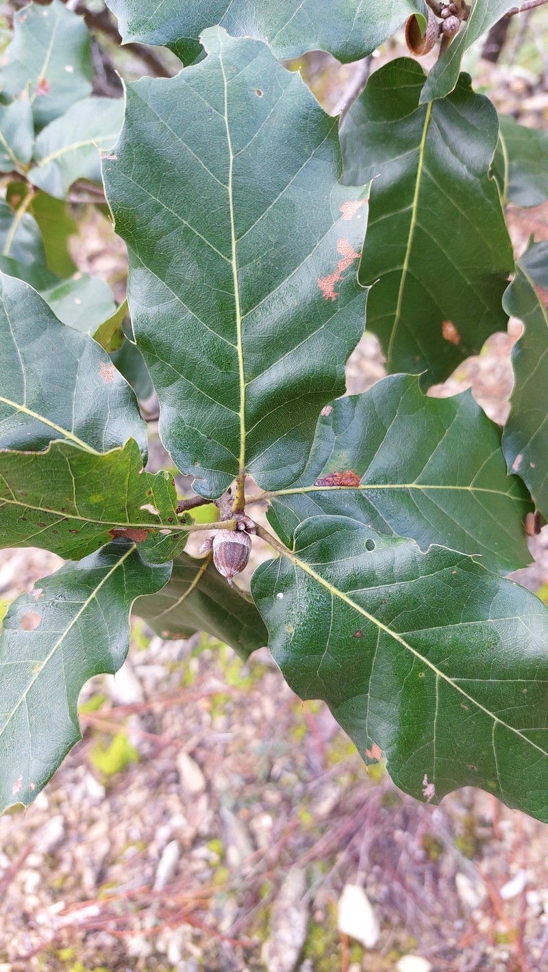 Quercus aerea photo 6