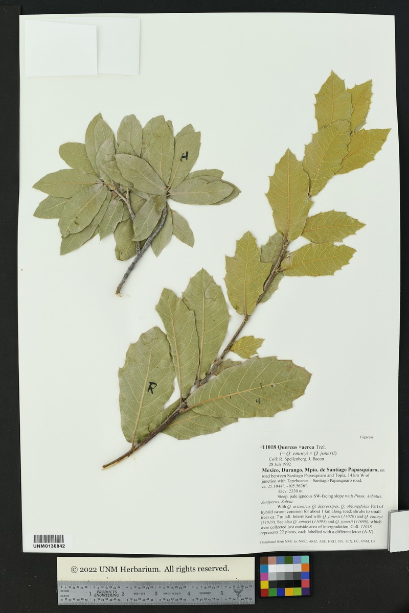 Quercus aerea photo 8