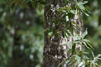 Quercus afares