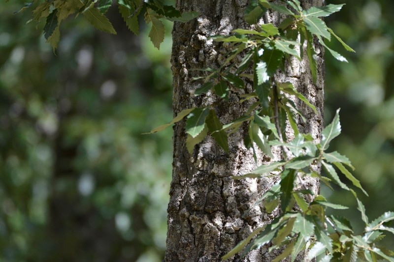 Quercus afares