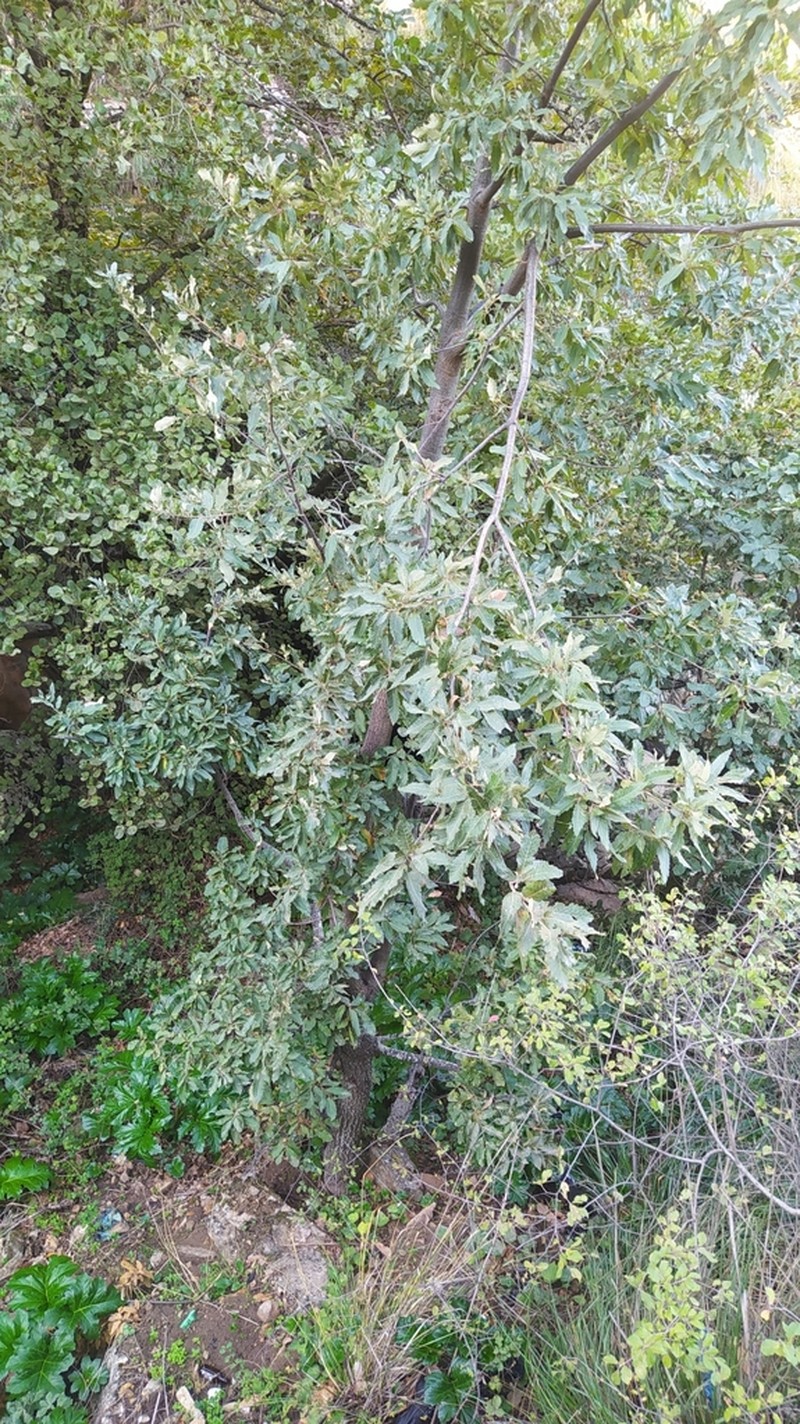 Quercus afares photo 2