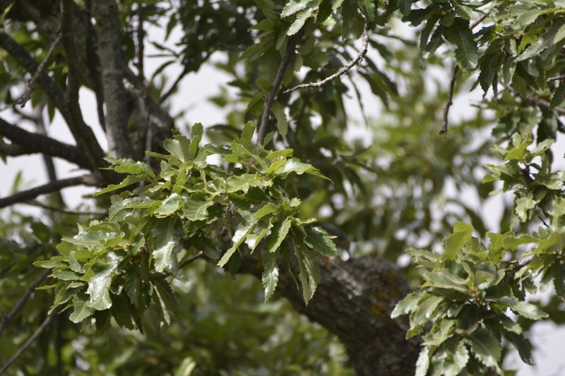 Quercus afares photo 3