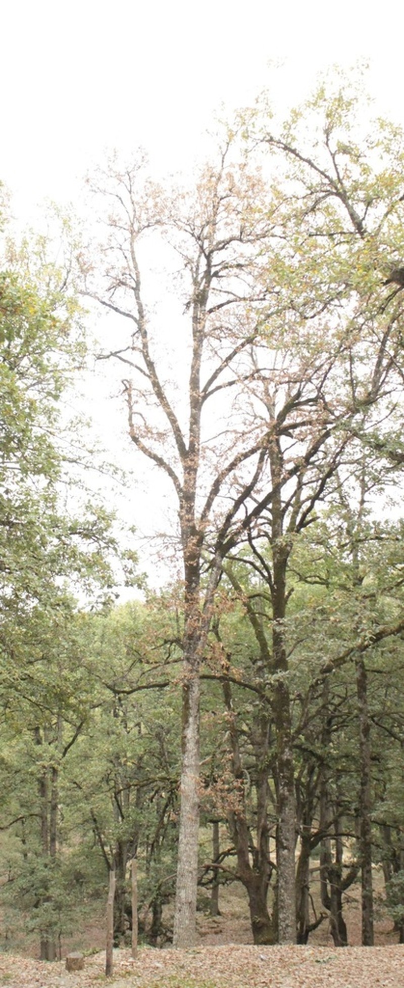 Quercus afares photo 4