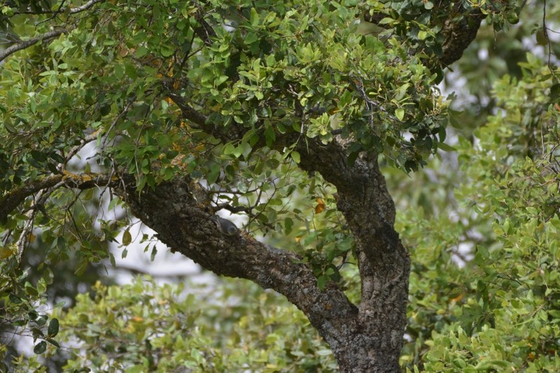 Quercus afares photo 5