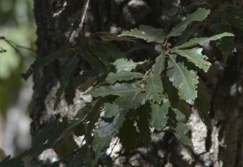 Quercus afares photo 6