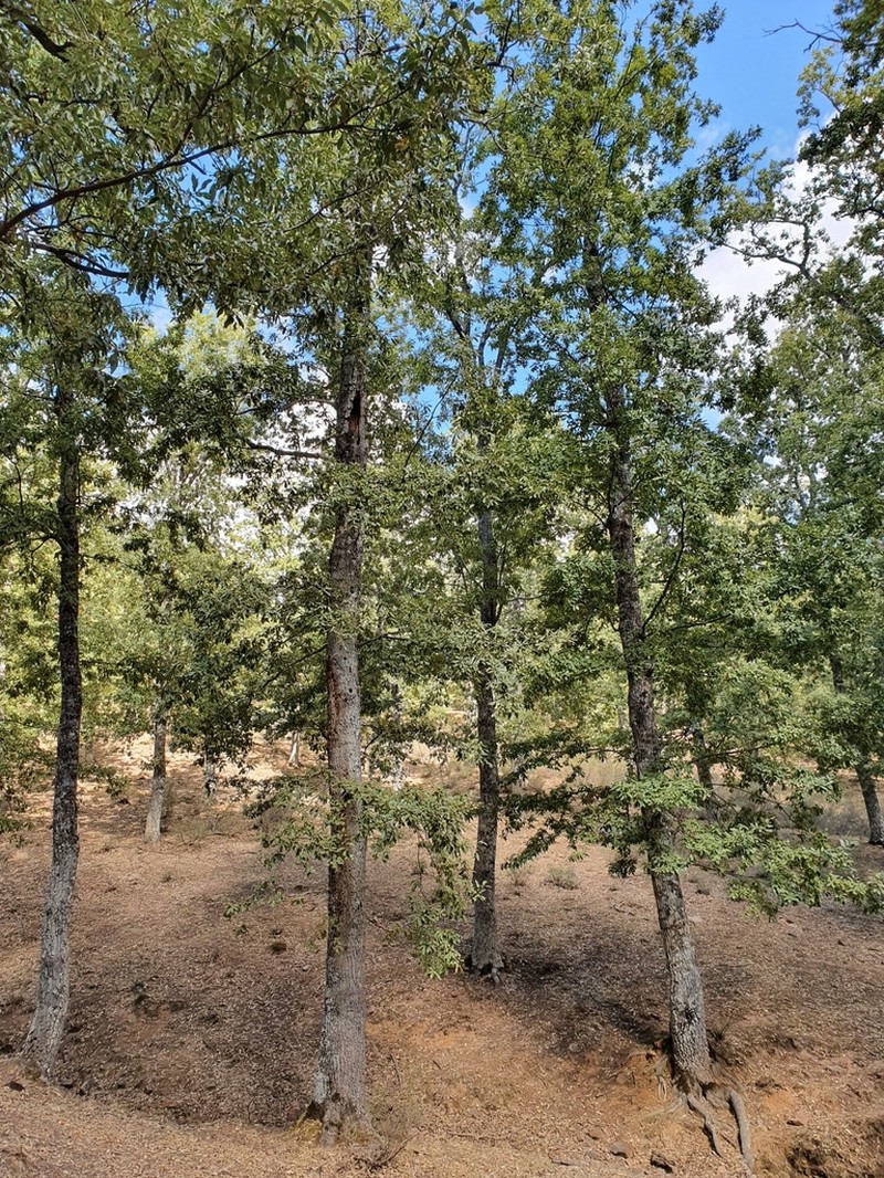 Quercus afares photo 7