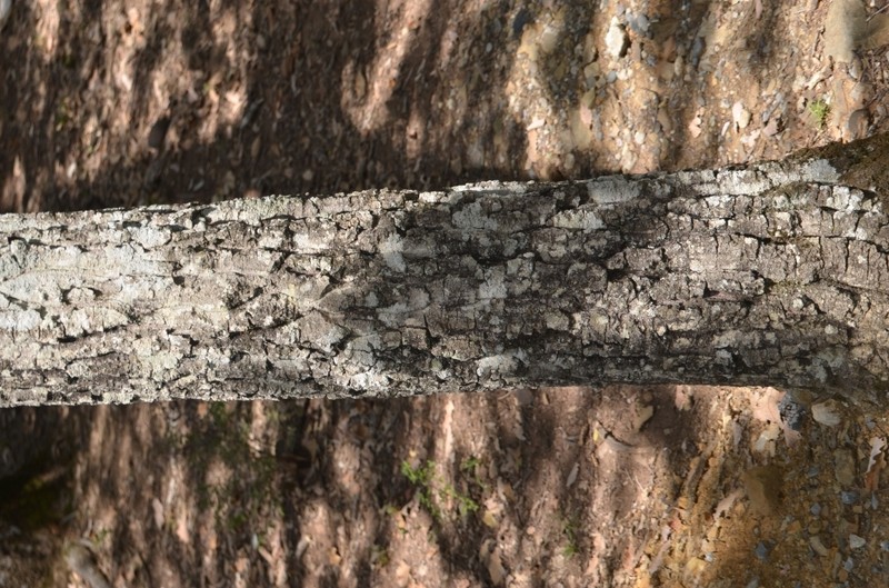 Quercus afares photo 8