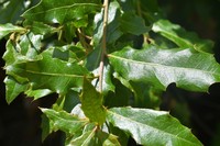 Quercus affinis