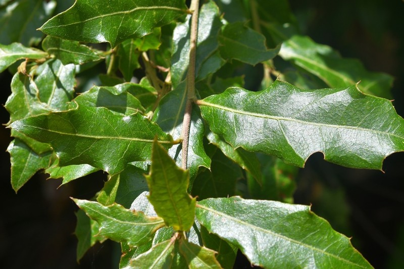 Quercus affinis