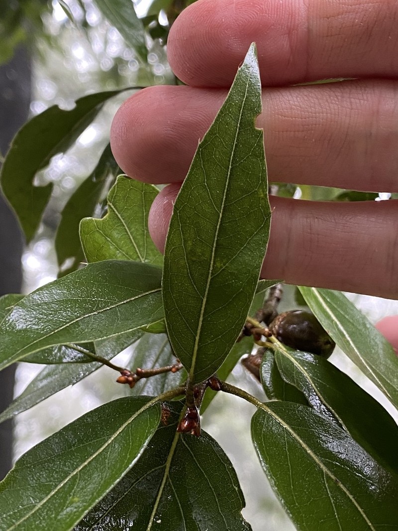 Quercus affinis photo 2