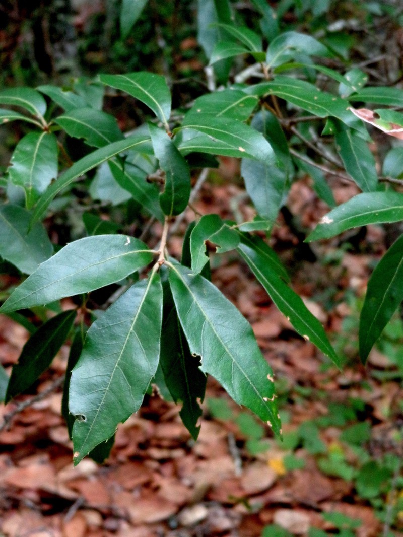 Quercus affinis photo 3