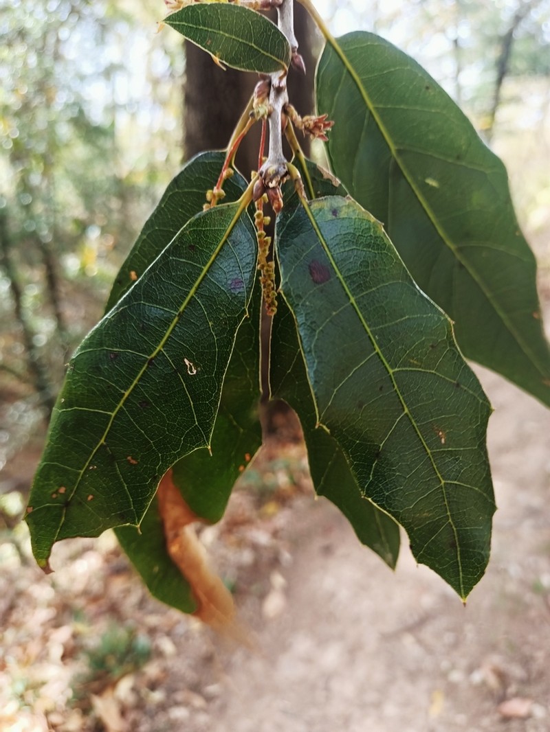 Quercus affinis photo 4