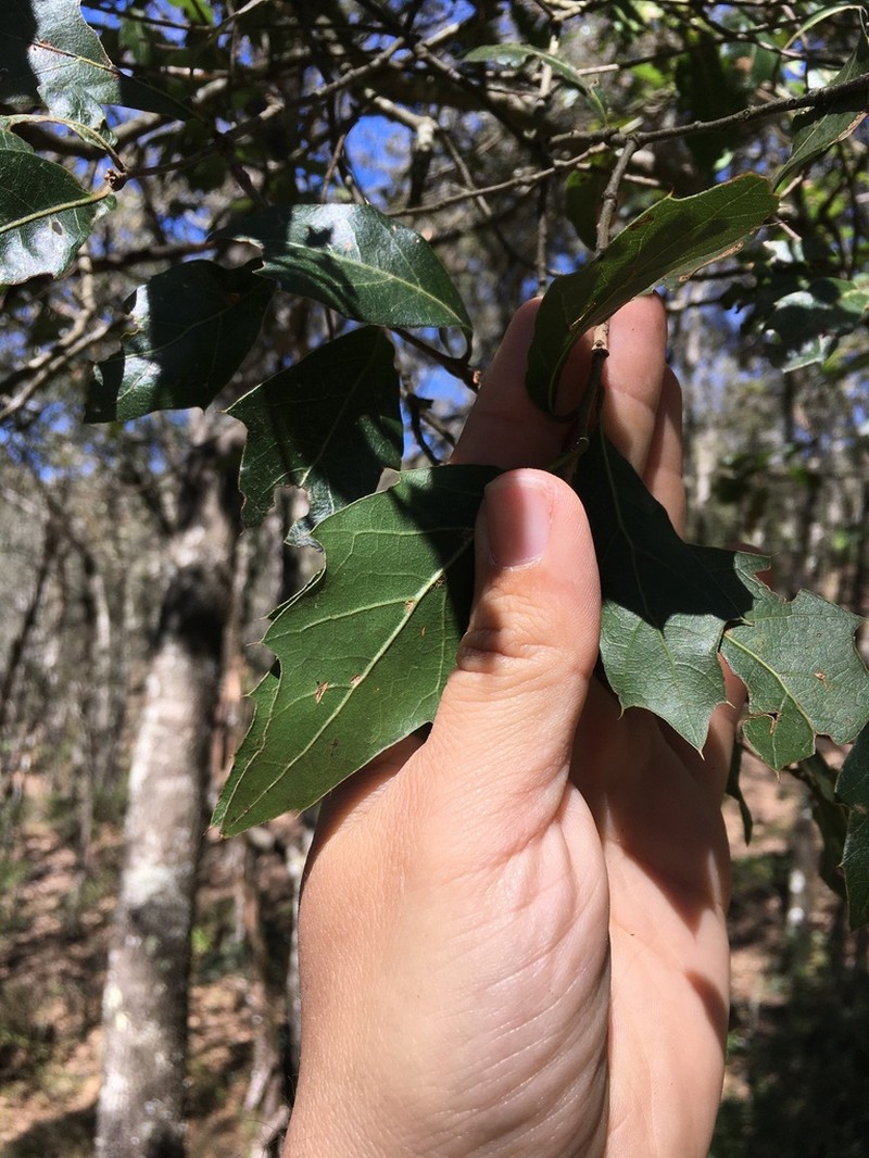 Quercus affinis photo 5