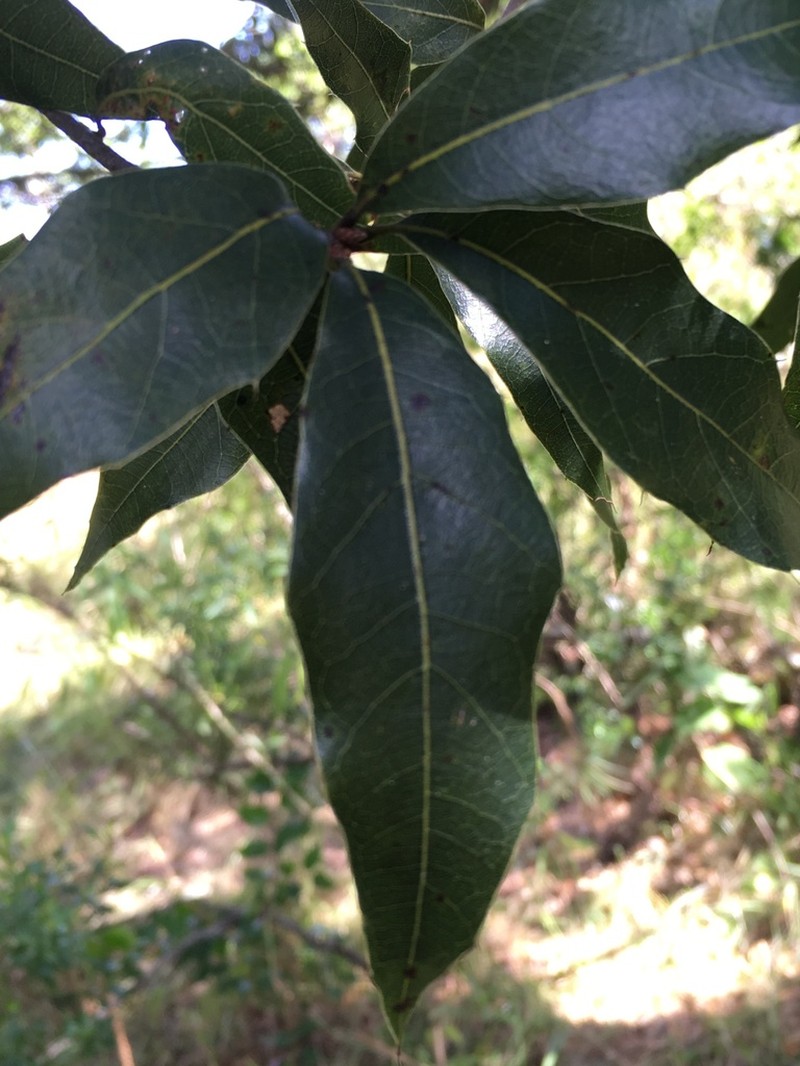 Quercus affinis photo 6