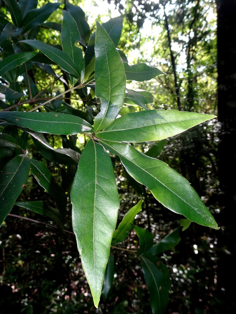 Quercus affinis photo 7