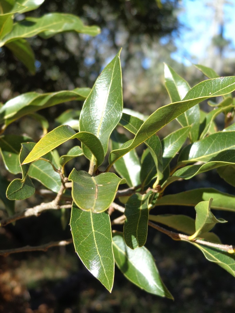 Quercus affinis photo 8