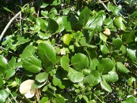 California Live Oak