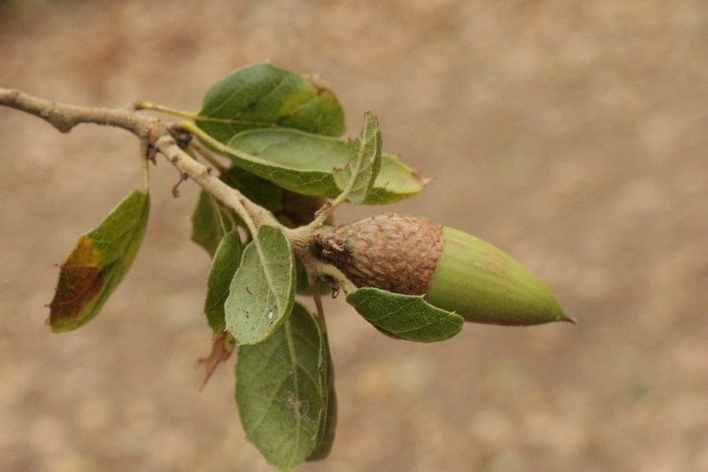 California Live Oak photo 4