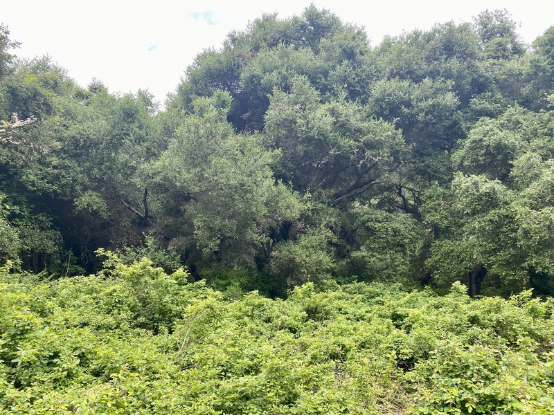 California Live Oak photo 3