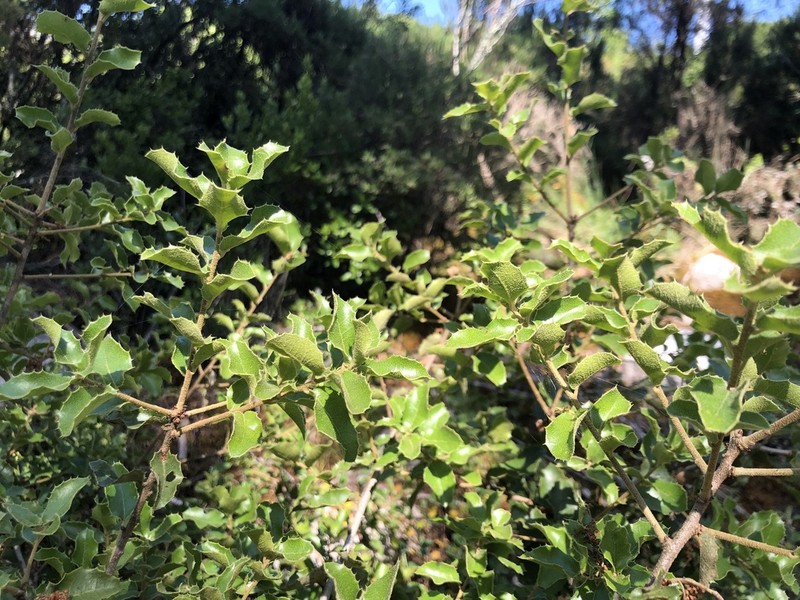 Quercus airensis