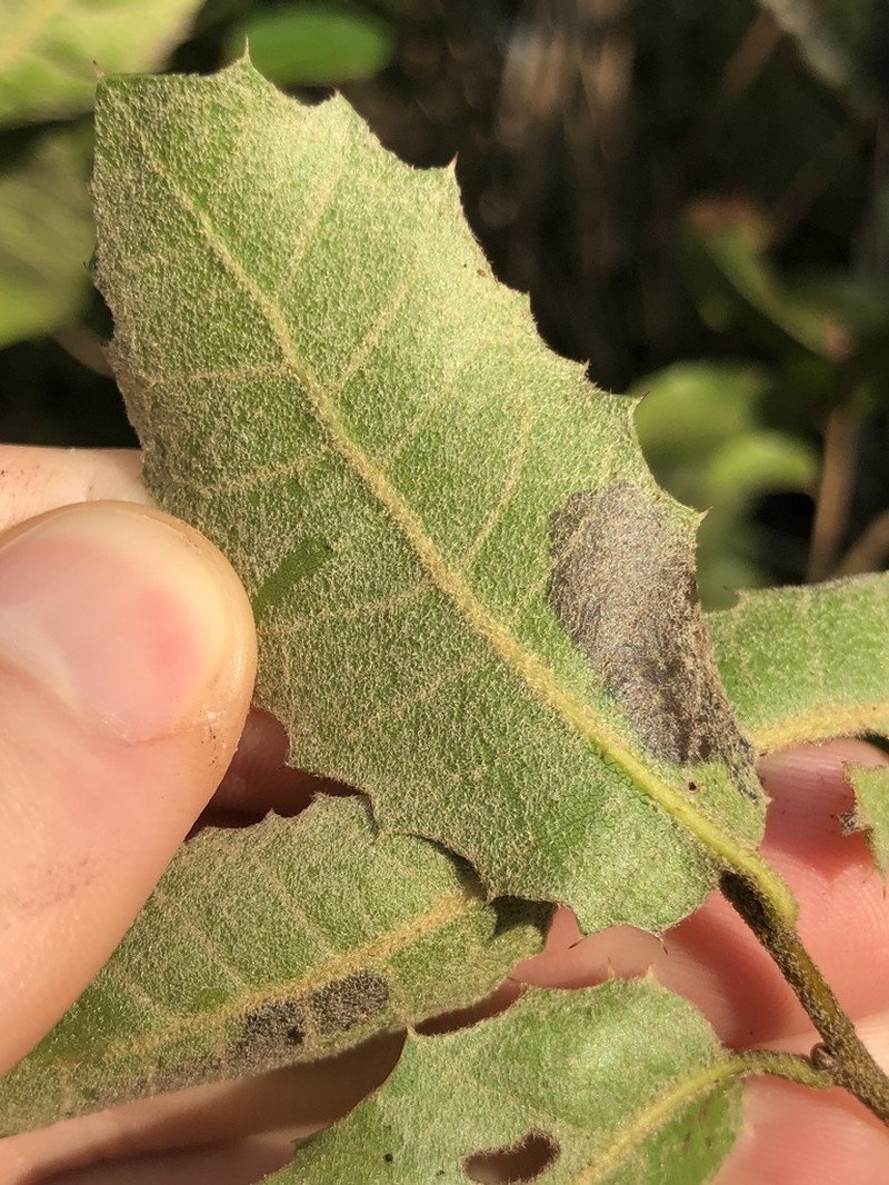 Quercus airensis photo 2
