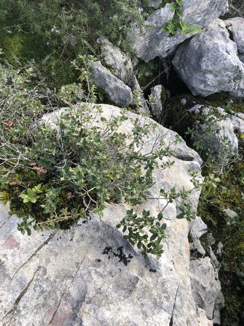 Quercus airensis photo 3