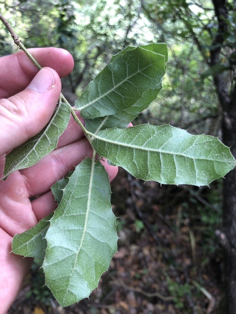 Quercus airensis photo 4