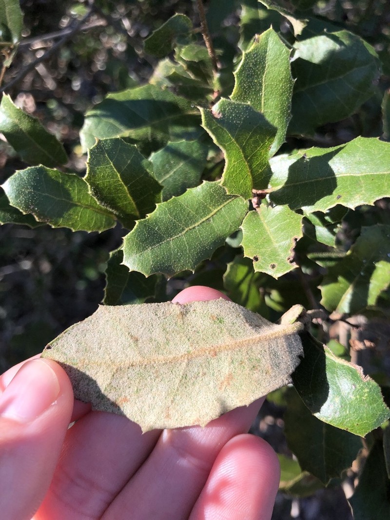 Quercus airensis photo 5