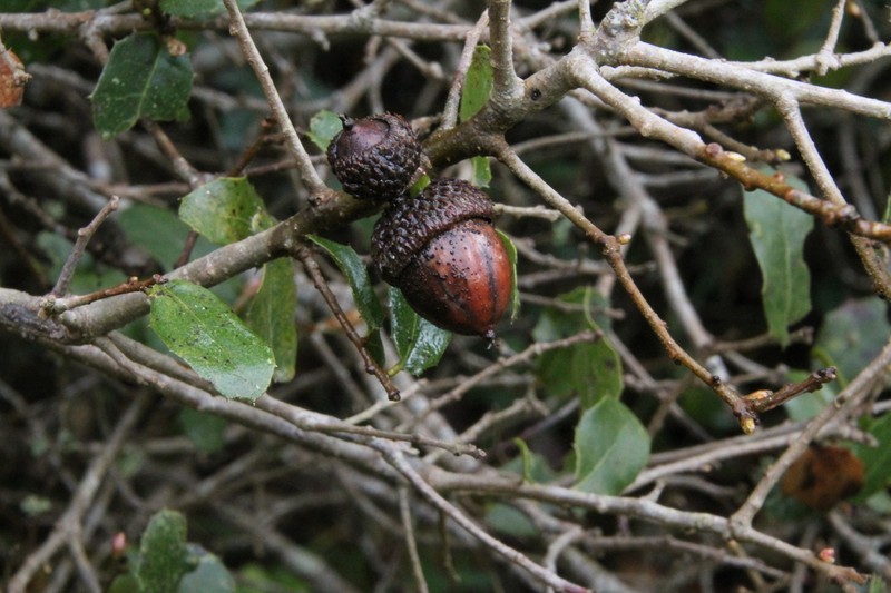 Quercus airensis photo 6