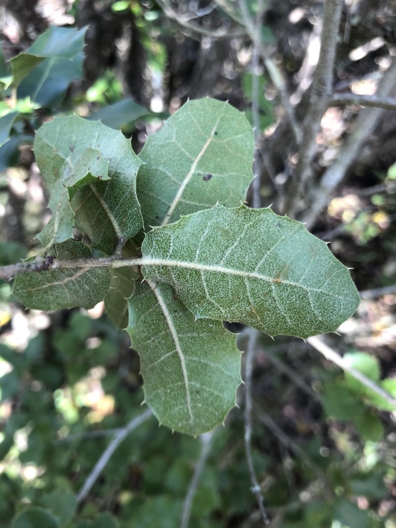 Quercus airensis photo 7
