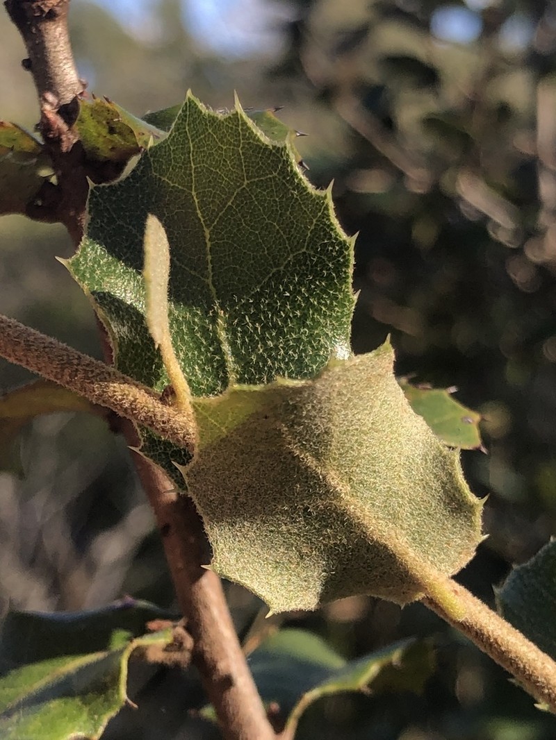 Quercus airensis photo 8